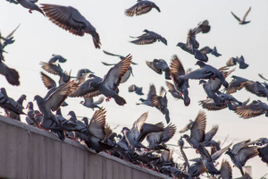 birds control